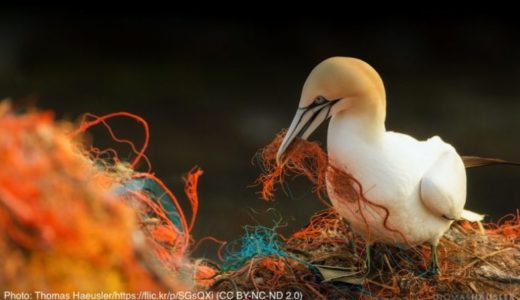 巣作りに使ったプラスチックごみに絡まる海鳥