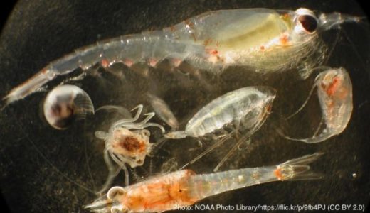 マイクロプラスチックを誤食する小さな巨人−動物プランクトン