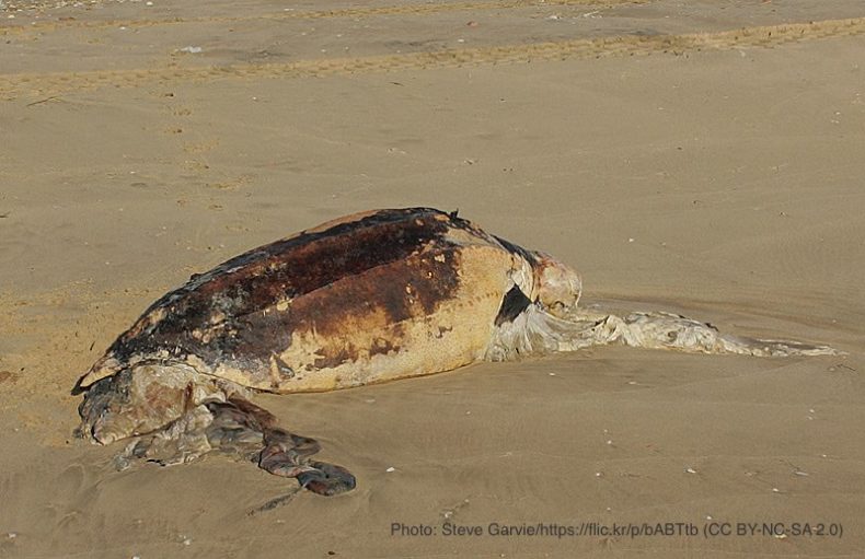 プラスチックごみをクラゲと間違えて食べるウミガメ プラなし生活