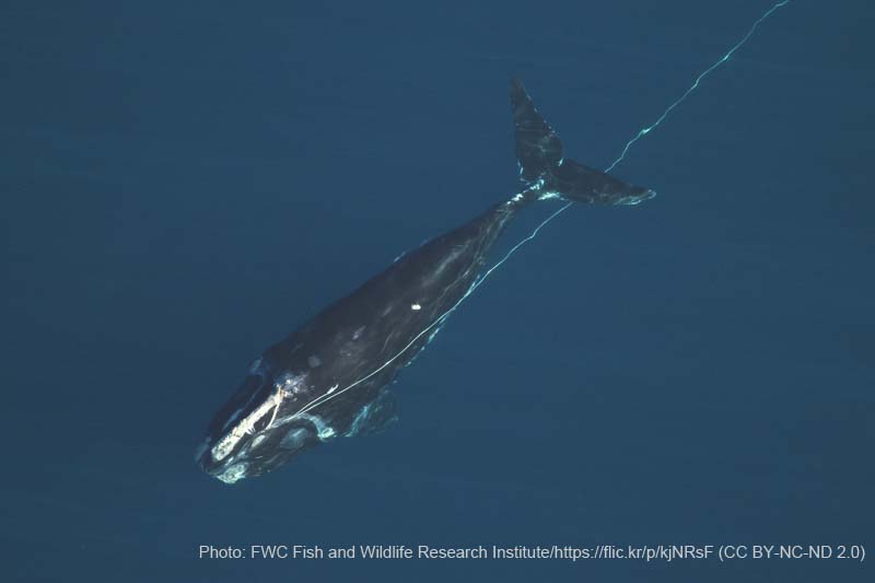 漁網に絡まるクジラ