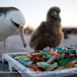 海鳥とプラスチックごみ