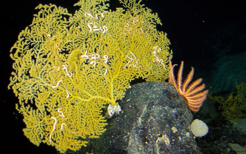 深海の生物