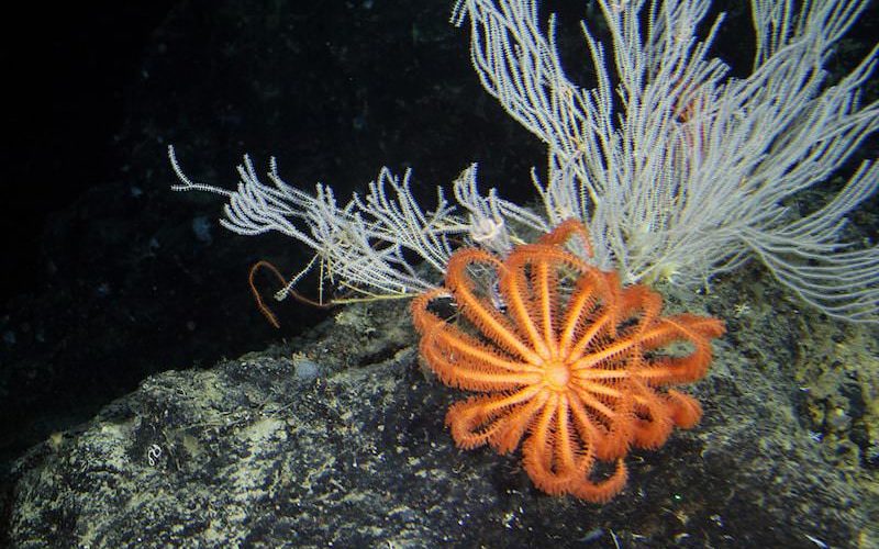 深海の生物