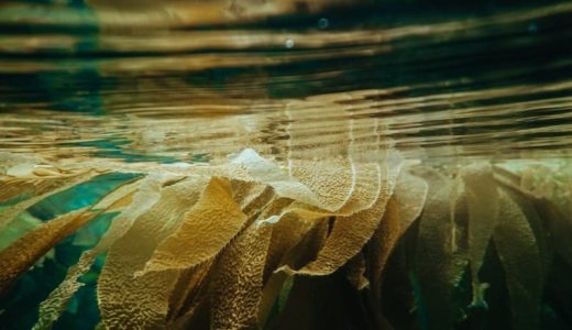 海藻でできたバイオプラスチックに注目！マイクロアルジェにも大きな期待