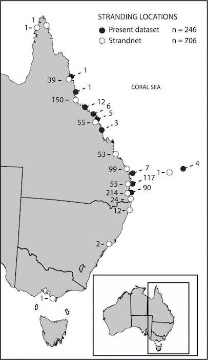 ウミガメの座礁記録