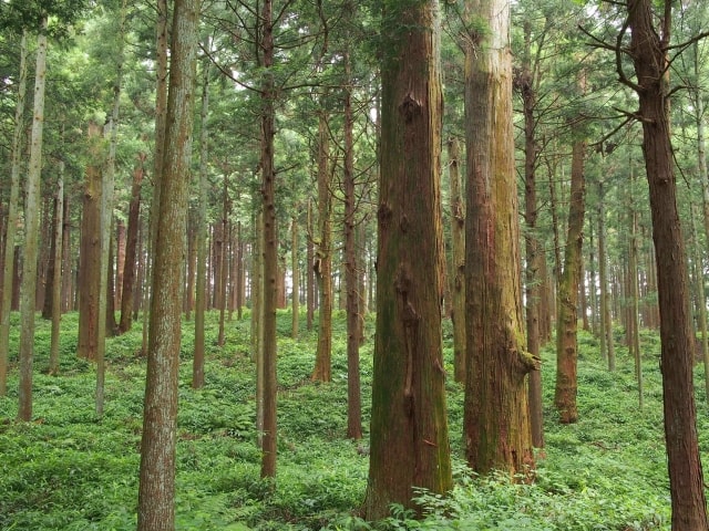 杉の森林